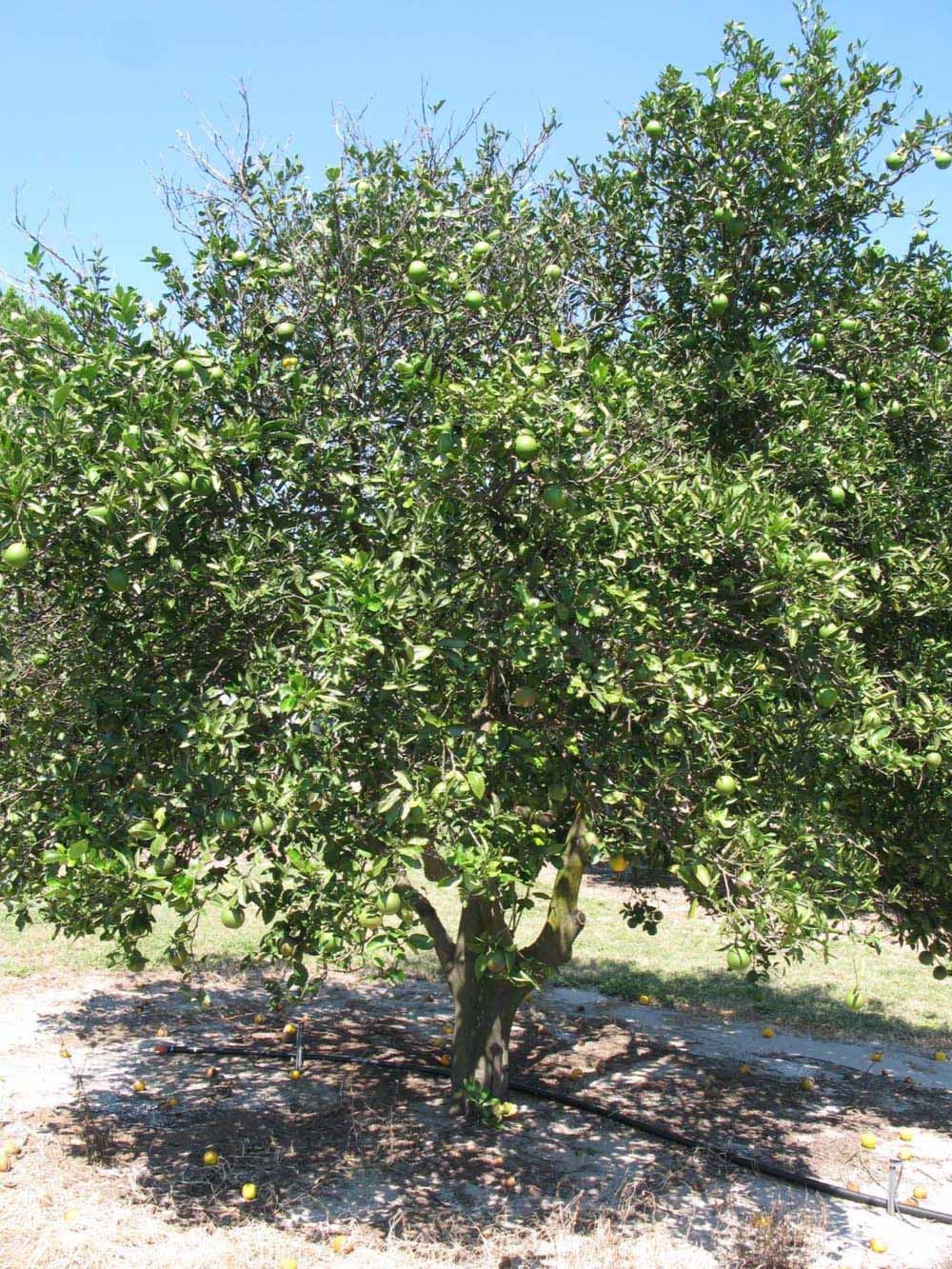              Habit (Winter Haven, FL)       